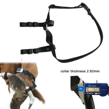 cattle collar